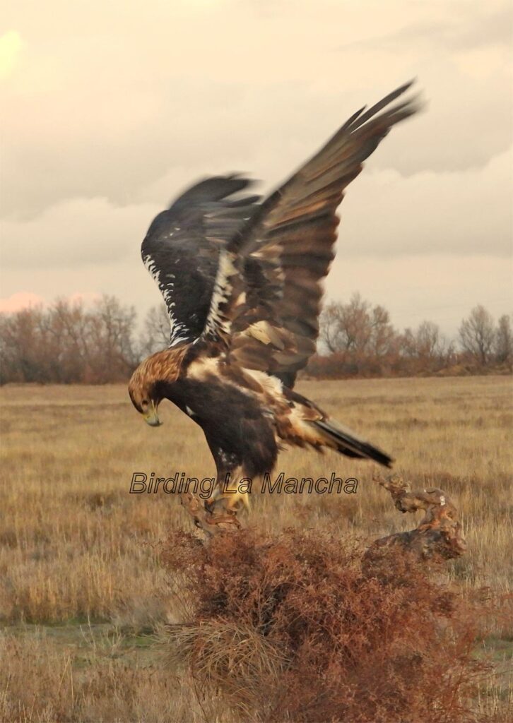 Águila