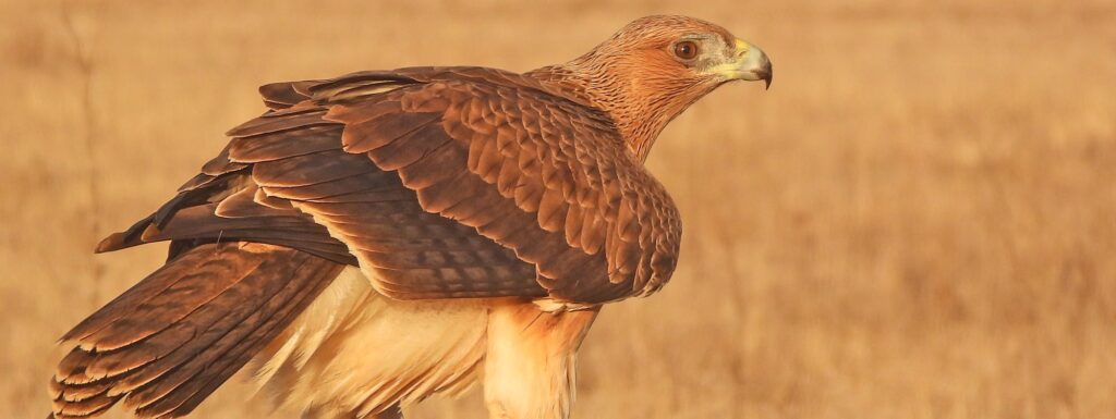 Birding-la-mancha-aves-rapaces