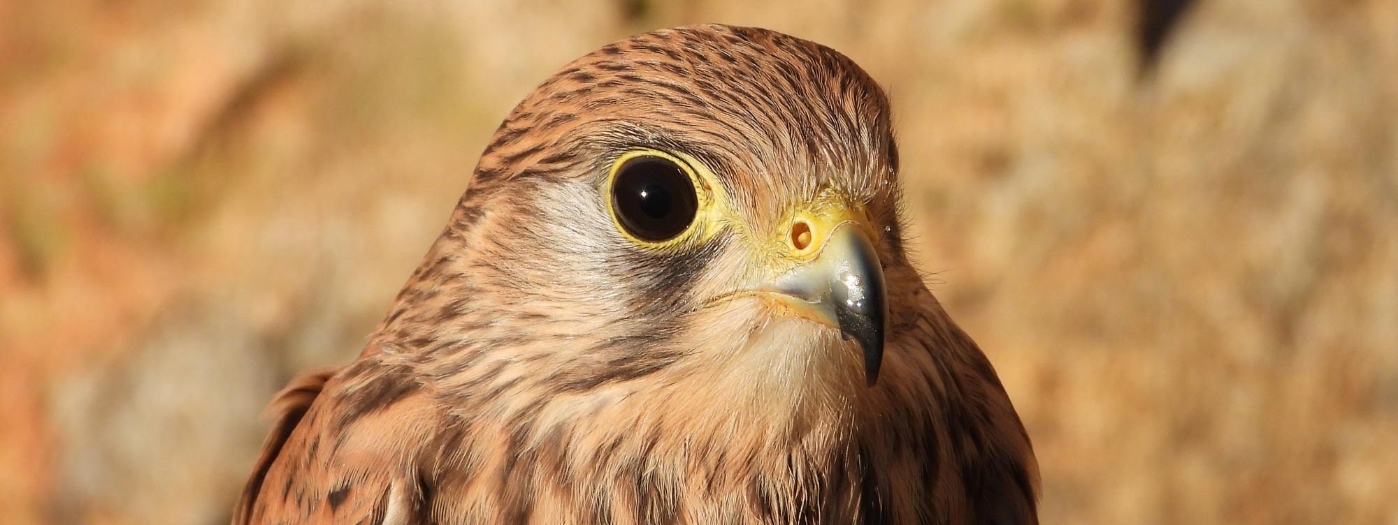 Birding La Mancha - Aves Rapaces