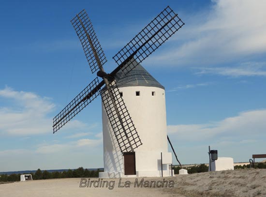 Visita El Romeral con Birding La Mancha