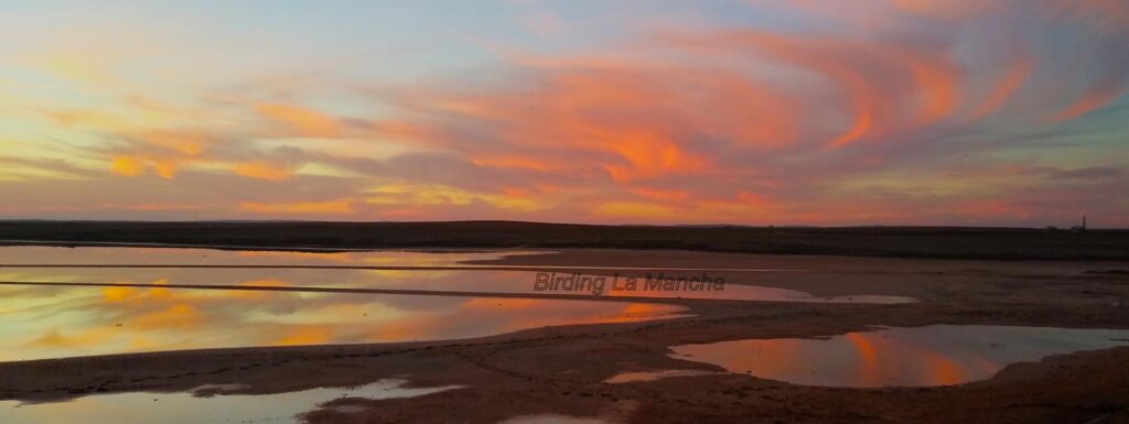 ecoturismo Birding La Mancha