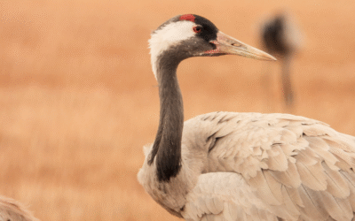 Invernada de las grullas en La Mancha Toledana